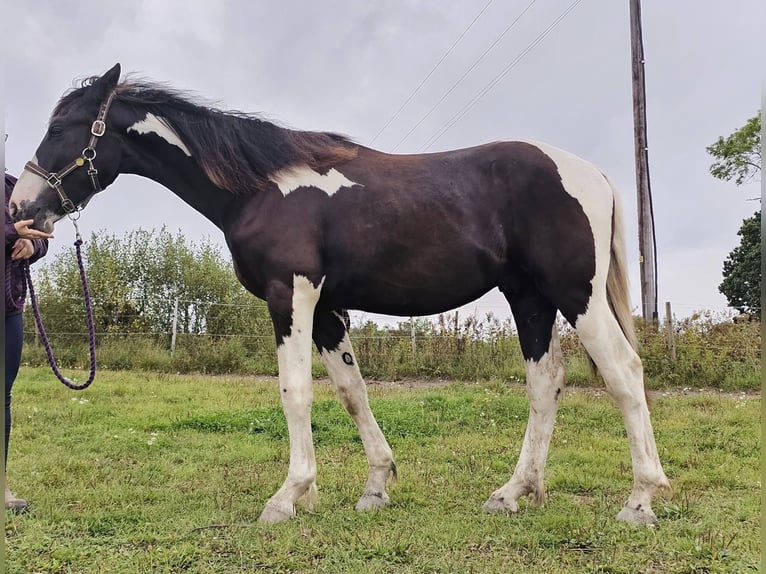 Barockpinto Hengst 1 Jahr 159 cm Tobiano-alle-Farben in Eskilstuna