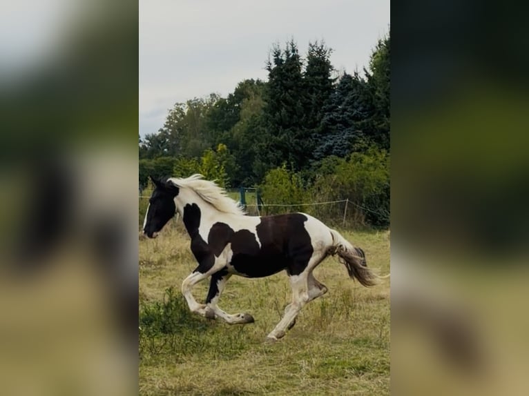 Barockpinto Hengst 1 Jahr 160 cm Schecke in Waldbrunn (Westerwald)