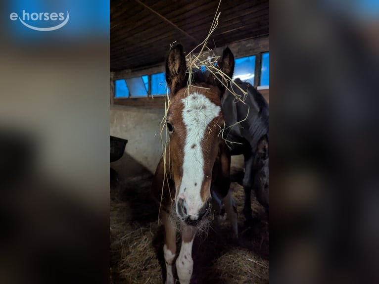 Barockpinto Hengst 1 Jahr 164 cm Overo-alle-Farben in Engen