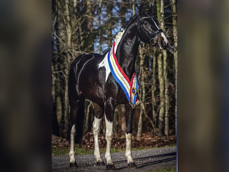 Barockpinto Hengst 1 Jahr 165 cm Rappe in Hagen im Bremischen