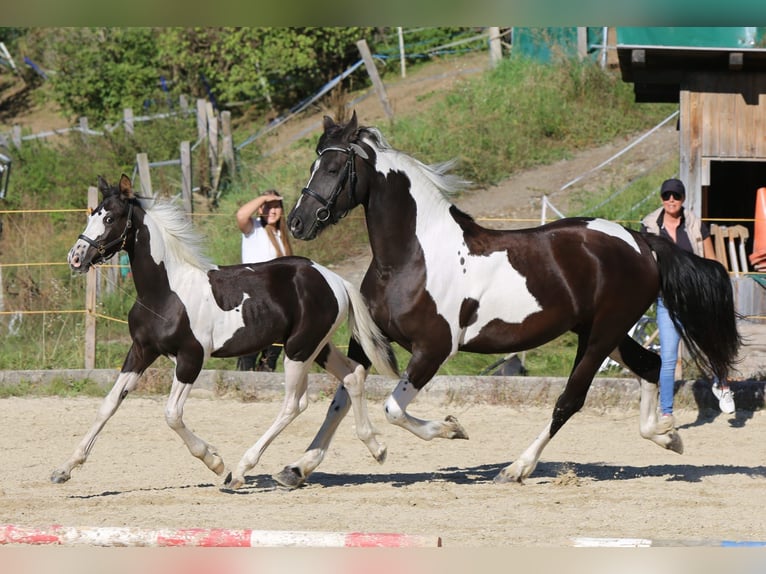 Barockpinto Hengst 1 Jahr 169 cm Schecke in Selzthal