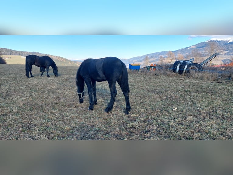 Barockpinto Hengst 1 Jahr 175 cm Rappe in Reichenfels