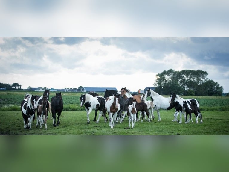 Barockpinto Hengst 1 Jahr in Tzummarum