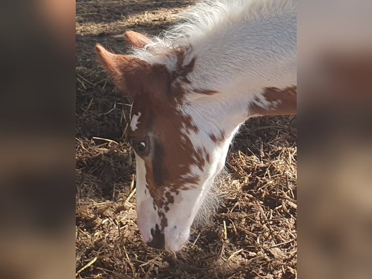 Barockpinto Hengst 1 Jahr in Chiclana de la Frontera