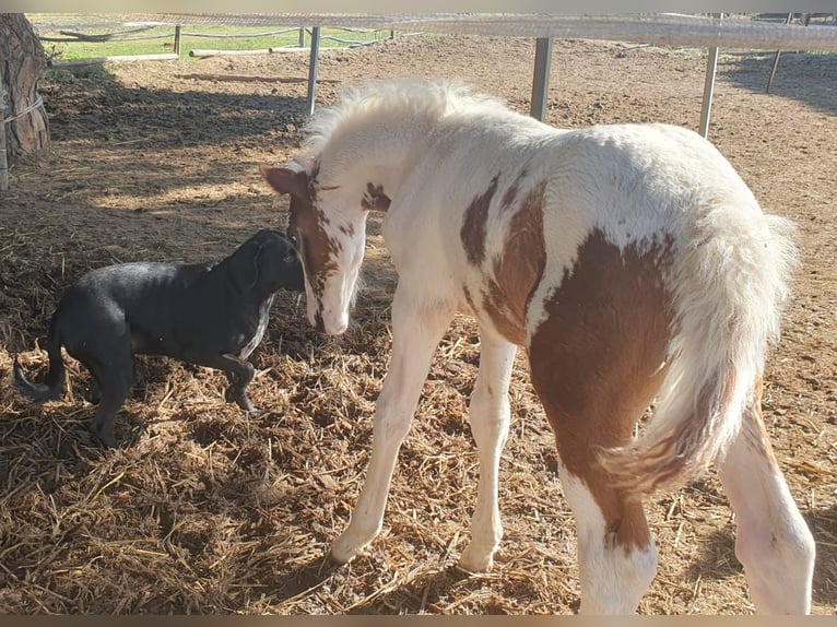 Barockpinto Hengst 1 Jahr in Chiclana de la Frontera