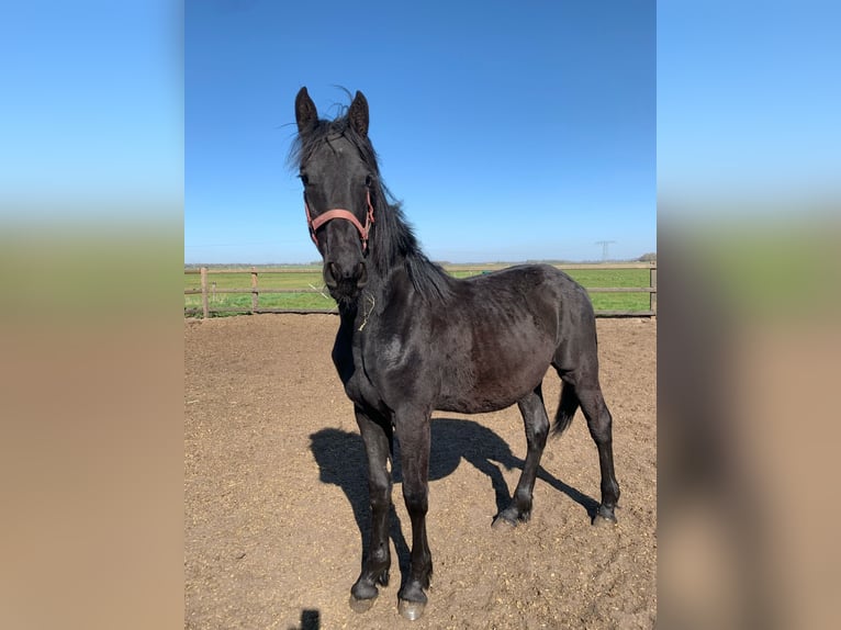Barockpinto Hengst 1 Jahr Rappe in Gasselternijveen