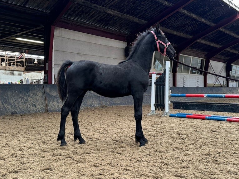 Barockpinto Hengst 1 Jahr Rappe in Gasselternijveen