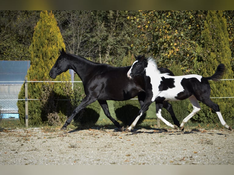 Barockpinto Hengst 1 Jahr Tobiano-alle-Farben in Ptuj
