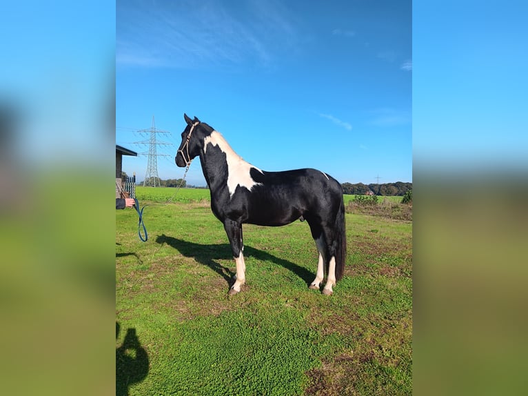 Barockpinto Hengst 2 Jahre 157 cm Schecke in Stemwede