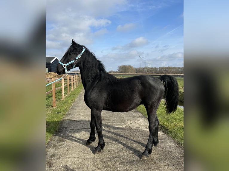 Barockpinto Hengst 2 Jahre 158 cm Rappe in Gasselternijveen