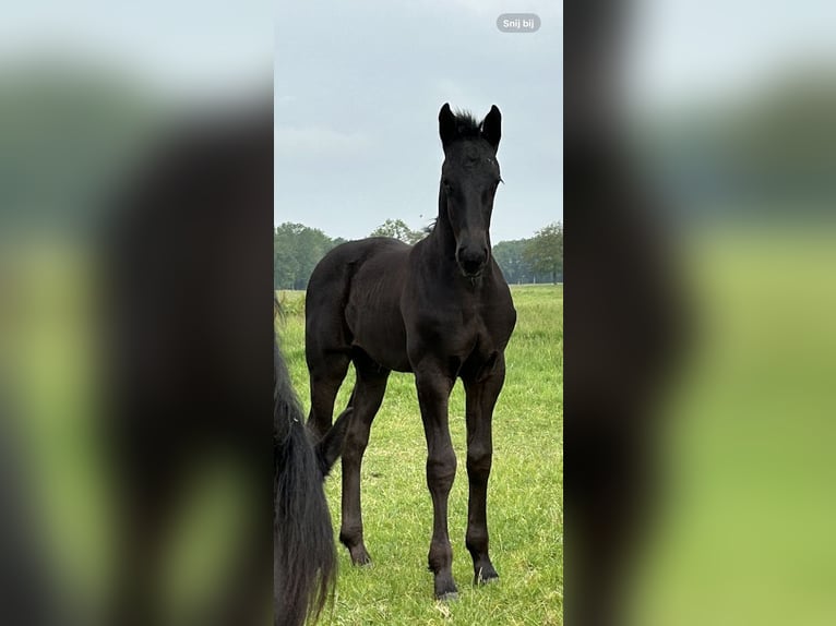 Barockpinto Hengst 2 Jahre 158 cm Rappe in Gasselternijveen