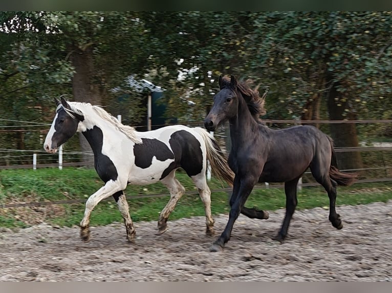 Barockpinto Hengst 2 Jahre 158 cm Schecke in Tzummarum