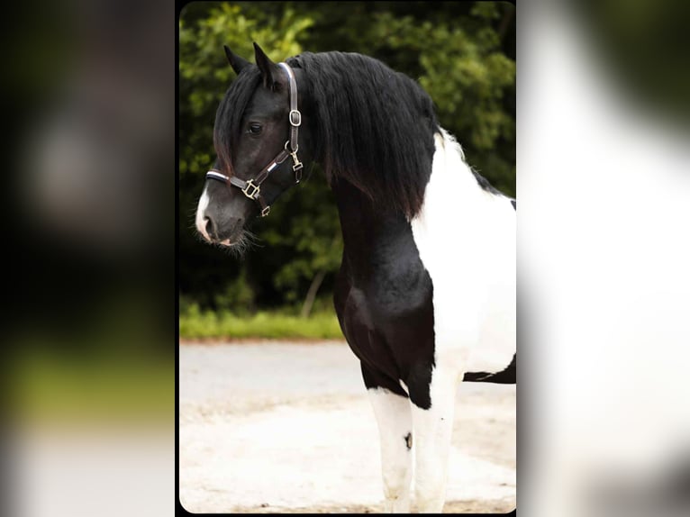 Barockpinto Hengst 2 Jahre 161 cm Schecke in Poeldijk