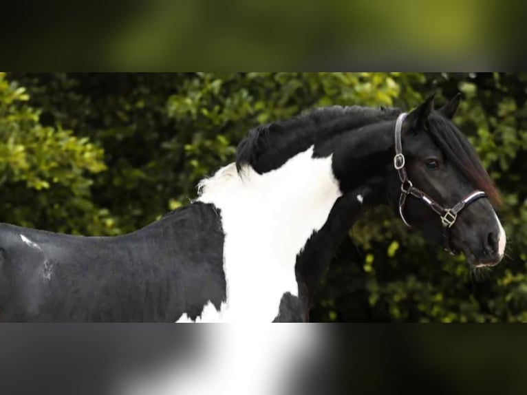 Barockpinto Hengst 2 Jahre 161 cm Schecke in Poeldijk