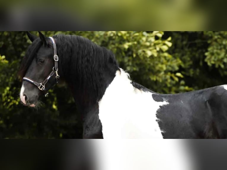 Barockpinto Hengst 2 Jahre 161 cm Schecke in Poeldijk