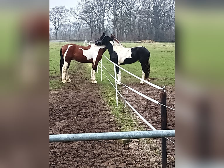 Barockpinto Mix Hengst 2 Jahre 165 cm Schecke in Südlohn