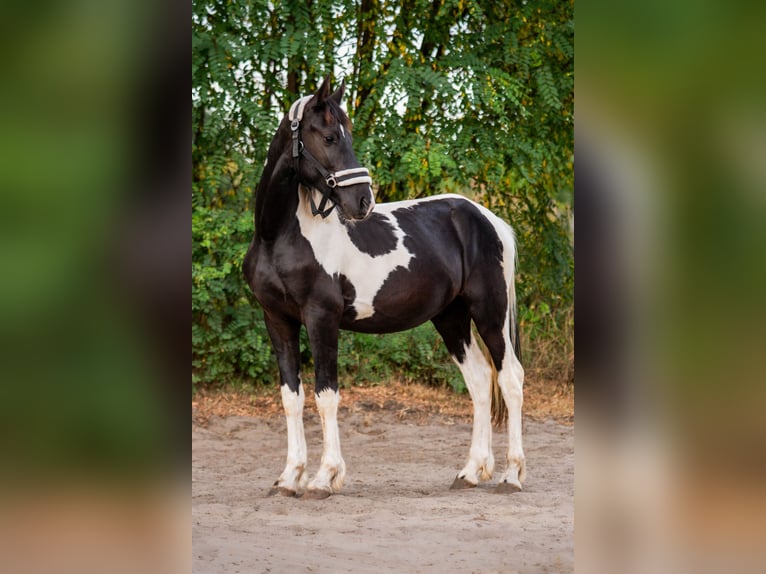 Barockpinto Hengst 2 Jahre Schecke in Trzebnica