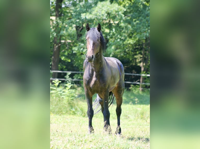 Barockpinto Hengst 3 Jahre 155 cm Brauner in Hrádek nad Nisou