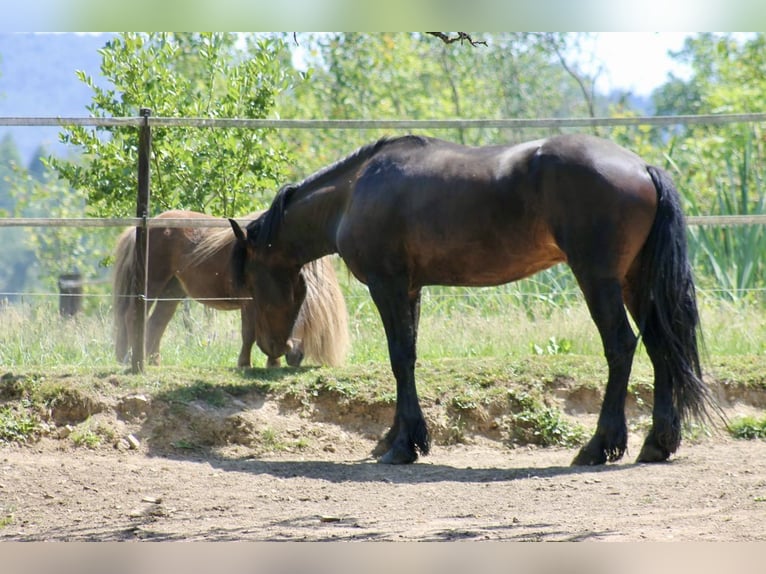 Barockpinto Hengst 3 Jahre 155 cm Brauner in Hrádek nad Nisou