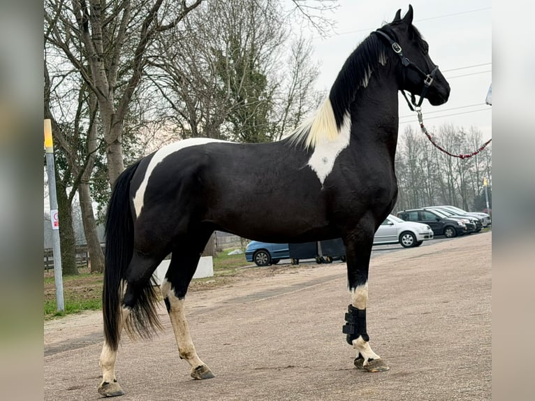 Barockpinto Hengst 3 Jahre 160 cm Schecke in Velbert
