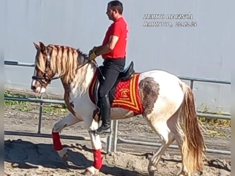 Barockpinto Mix Hengst 3 Jahre in Chiclana de la Frontra