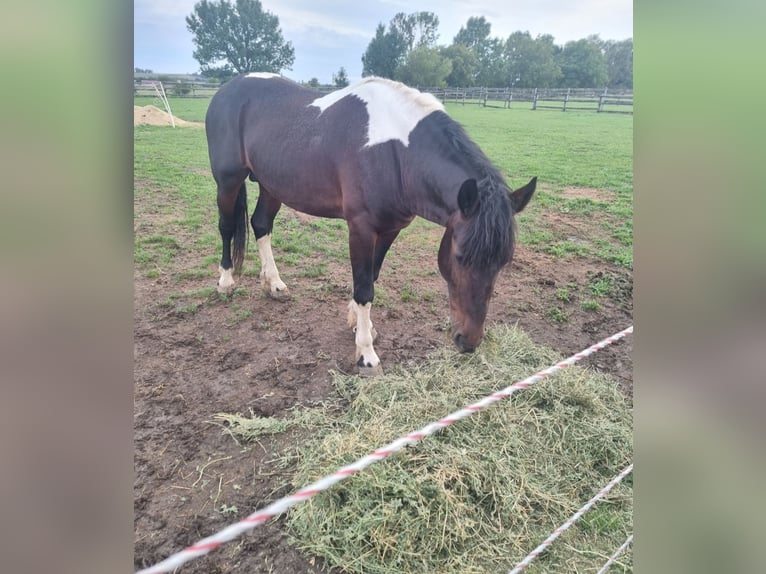 Barockpinto Hengst 4 Jahre 165 cm Schecke in Rechnitz