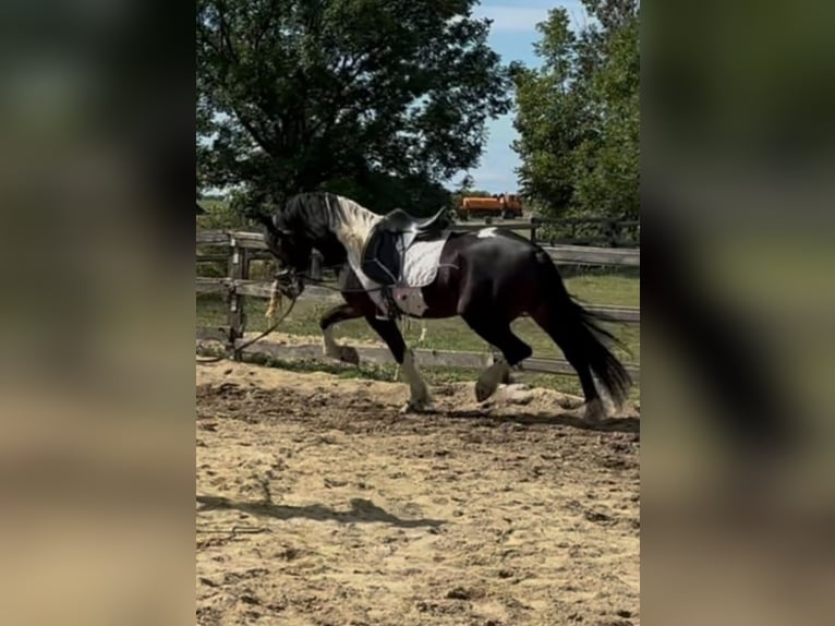 Barockpinto Hengst 4 Jahre 165 cm Schecke in Rechnitz