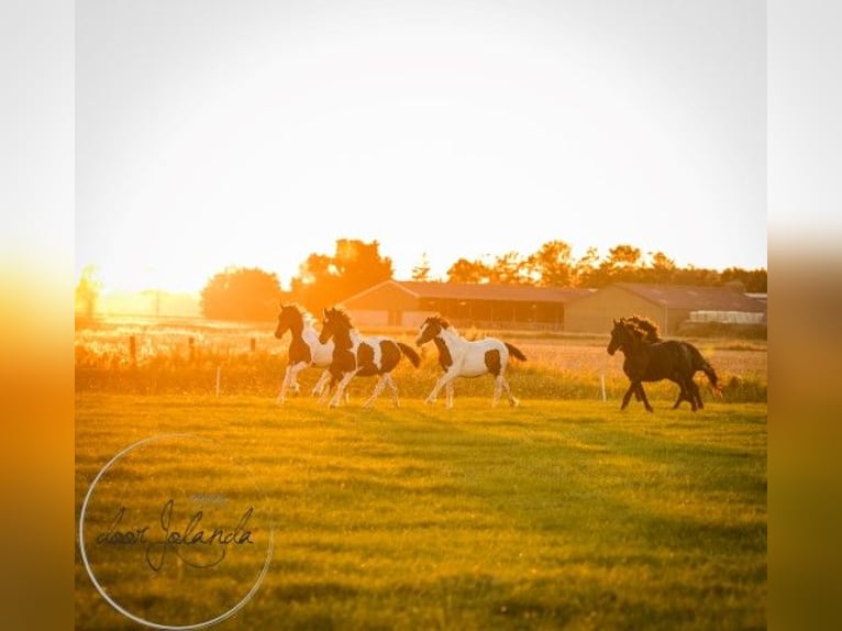 Barockpinto Hengst 4 Jahre 165 cm Schecke in Tzummarum