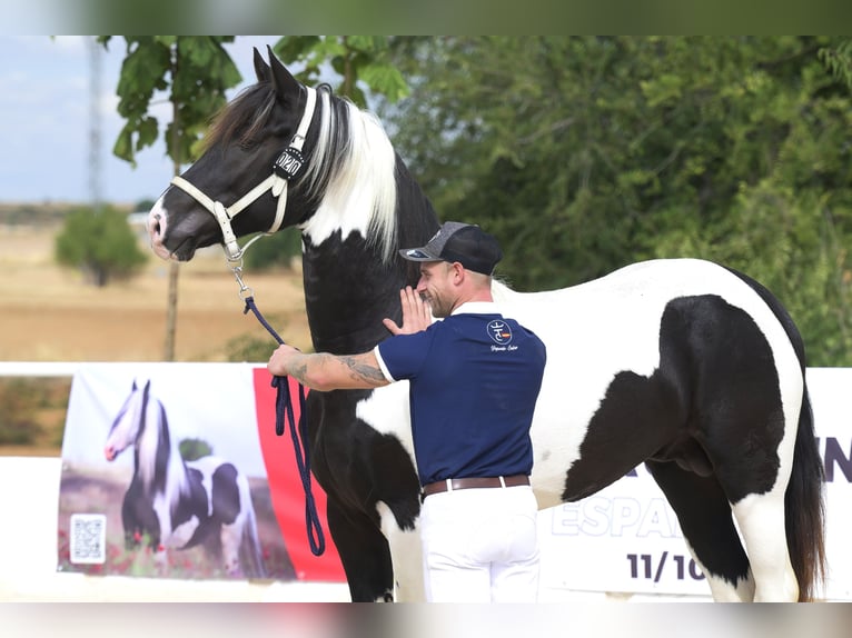 Barockpinto Hengst 4 Jahre 170 cm Tobiano-alle-Farben in Colmenar de Oreja