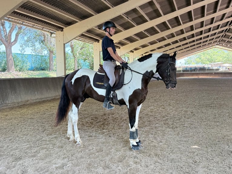 Barockpinto Hengst 4 Jahre 170 cm Tobiano-alle-Farben in Colmenar de Oreja
