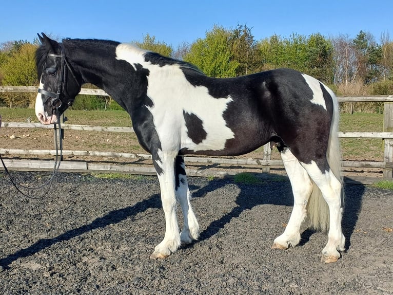 Barockpinto Hengst 5 Jahre 160 cm Tobiano-alle-Farben in Northallerton