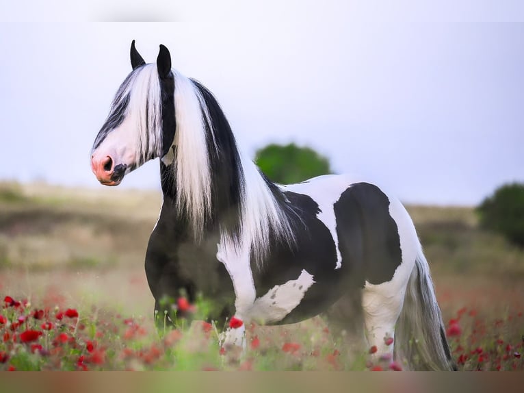 Barockpinto Hengst 6 Jahre 161 cm Tobiano-alle-Farben in Balcon Del Tajo (Urbanizacion)Colmenar de Oreja