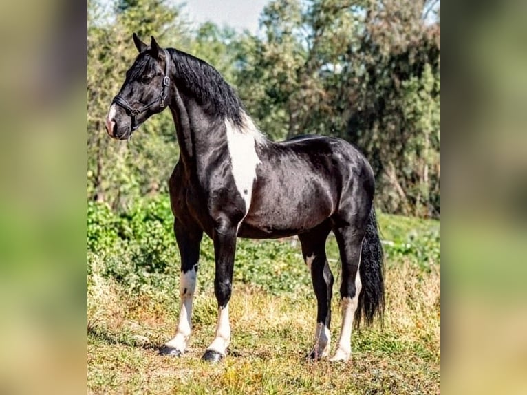 Barockpinto Hengst 8 Jahre 167 cm Schecke in Sevilla