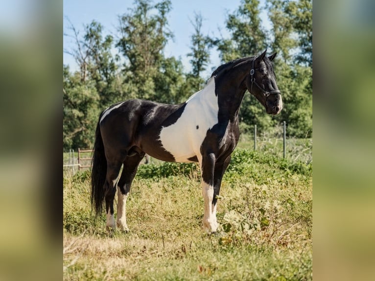 Barockpinto Hengst 8 Jahre 167 cm Schecke in Sevilla