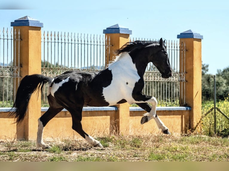 Barockpinto Hengst 8 Jahre 167 cm Schecke in Sevilla