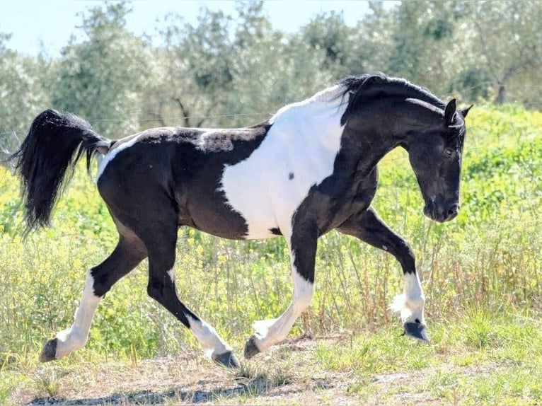 Barockpinto Hengst 8 Jahre 167 cm Schecke in Sevilla