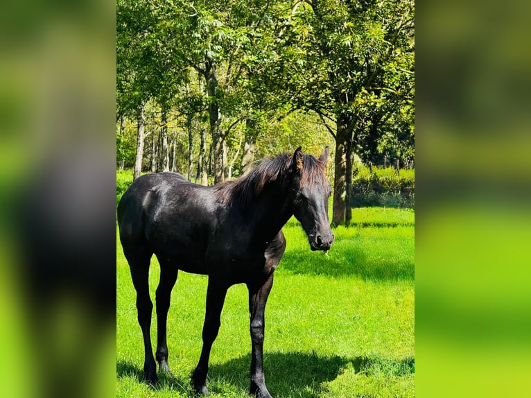 Barockpinto Hengst Fohlen (02/2026) 165 cm Rappe in Gmünd