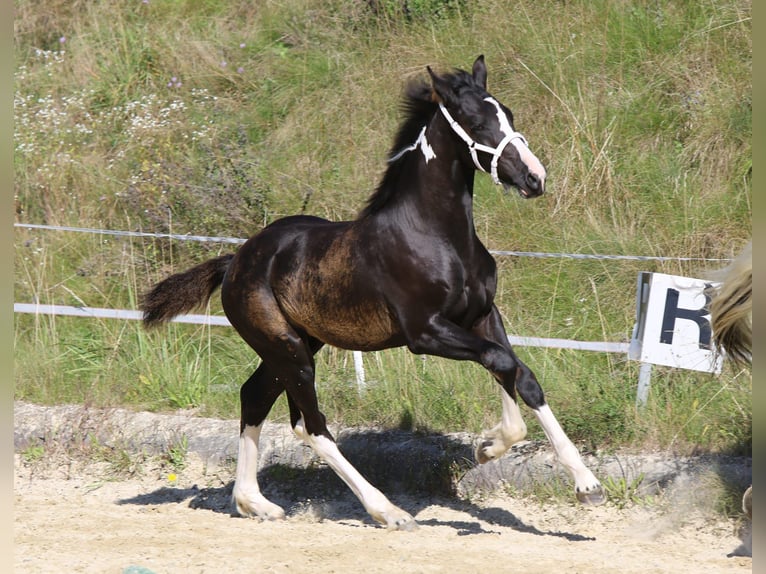Barockpinto Hengst Fohlen (05/2025) 165 cm Schecke in Lendorf