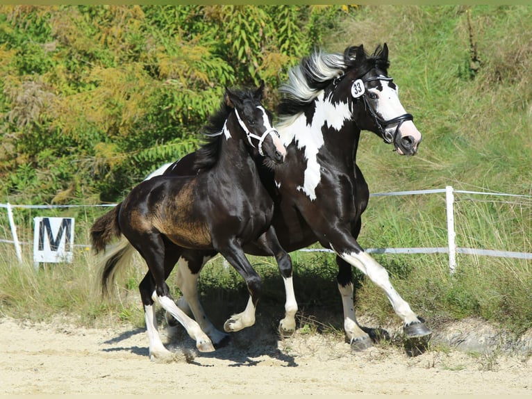 Barockpinto Hengst Fohlen (05/2025) 165 cm Schecke in Lendorf