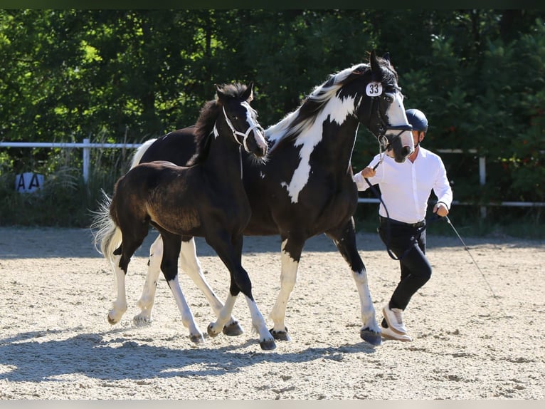 Barockpinto Hengst Fohlen (05/2025) 165 cm Schecke in Lendorf