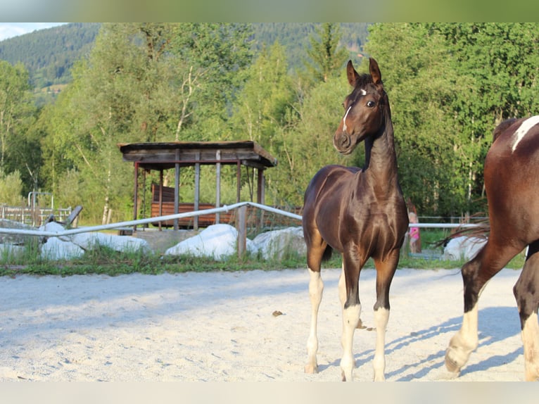 Barockpinto Hengst Fohlen (05/2026) 169 cm Schecke in Selzthal