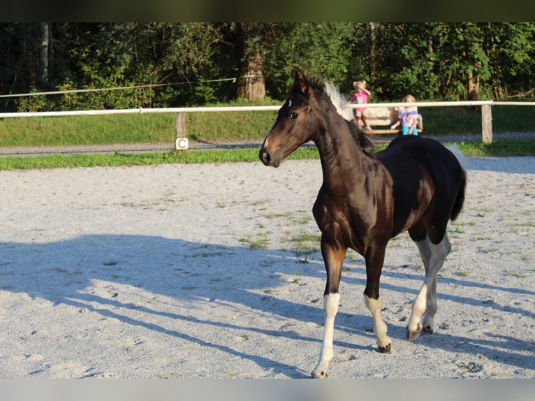 Barockpinto Hengst Fohlen (05/2026) 169 cm Schecke in Selzthal