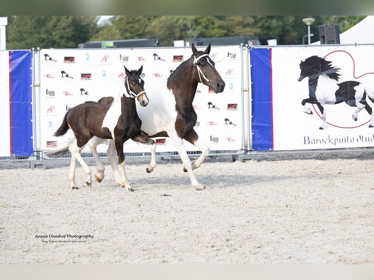 Barockpinto Hengst Fohlen (05/2024) 170 cm Tobiano-alle-Farben in Hengelo