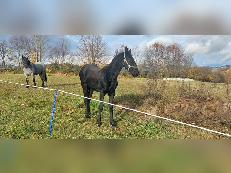 Barockpinto Hengst Fohlen (02/2025) 175 cm Rappe in Reichenfels