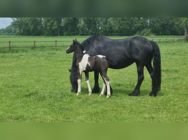 Barockpinto Hengst Fohlen (04/2026)  in Rijkevoort-De Walsert