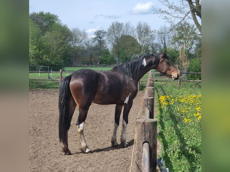 Barockpinto Hengst Fohlen (04/2026)  in Rijkevoort-De Walsert