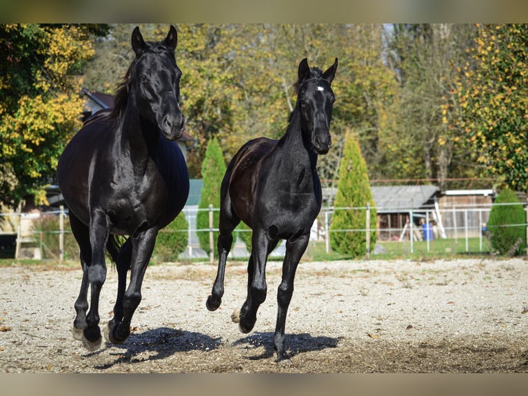 Barockpinto Hengst Fohlen (04/2025) Rappe in Ptuj