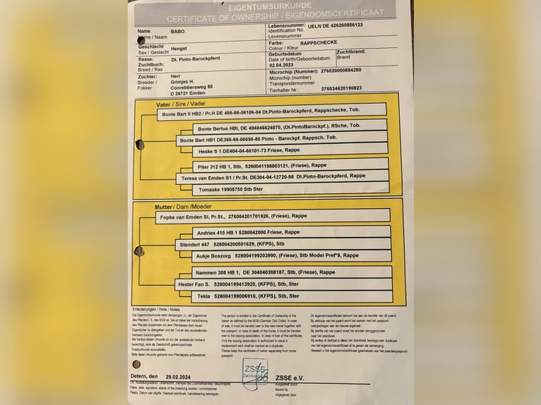 Barockpinto Hengst Rappe in Wittmund
