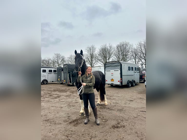 Barockpinto Hengst Schecke in Ossenzijl