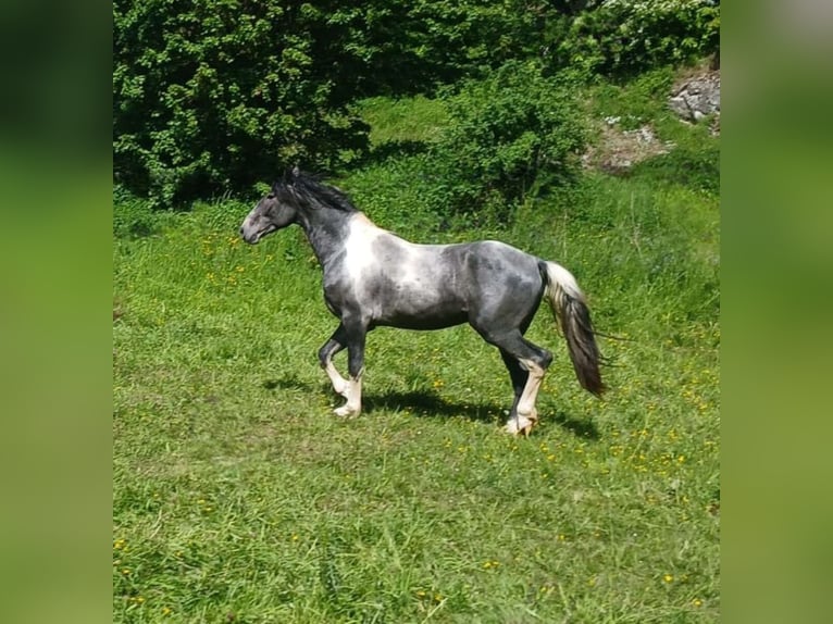 Barockpinto Hengst Tobiano-alle-Farben in Brilon
